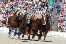 Hengstparade-Marbach-2011-011011-Bodensee-Community-SEECHAT_DE-IMG_1279.JPG