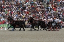 Hengstparade-Marbach-2011-011011-Bodensee-Community-SEECHAT_DE-IMG_1342.JPG