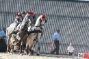 Hengstparade-Marbach-2011-011011-Bodensee-Community-SEECHAT_DE-IMG_1420.JPG