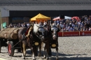 Hengstparade-Marbach-2011-011011-Bodensee-Community-SEECHAT_DE-IMG_1539.JPG