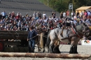 Hengstparade-Marbach-2011-011011-Bodensee-Community-SEECHAT_DE-IMG_1589.JPG