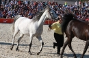 Hengstparade-Marbach-2011-011011-Bodensee-Community-SEECHAT_DE-IMG_1856.JPG