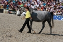 Hengstparade-Marbach-2011-011011-Bodensee-Community-SEECHAT_DE-IMG_1861.JPG