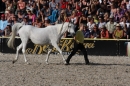 Hengstparade-Marbach-2011-011011-Bodensee-Community-SEECHAT_DE-IMG_1867.JPG