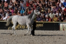 Hengstparade-Marbach-2011-011011-Bodensee-Community-SEECHAT_DE-IMG_1868.JPG