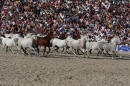 Hengstparade-Marbach-2011-011011-Bodensee-Community-SEECHAT_DE-IMG_1888.JPG