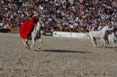 Hengstparade-Marbach-2011-011011-Bodensee-Community-SEECHAT_DE-IMG_1890.JPG