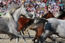 Hengstparade-Marbach-2011-011011-Bodensee-Community-SEECHAT_DE-IMG_1911.JPG