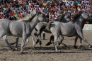 Hengstparade-Marbach-2011-011011-Bodensee-Community-SEECHAT_DE-IMG_1917.JPG