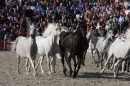 Hengstparade-Marbach-2011-011011-Bodensee-Community-SEECHAT_DE-IMG_1931.JPG