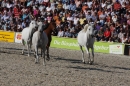 Hengstparade-Marbach-2011-011011-Bodensee-Community-SEECHAT_DE-IMG_1936.JPG