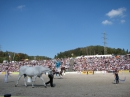 Hengstparade-Marbach-2011-03011-Bodensee-Community-SEECHAT_DE-_27.JPG