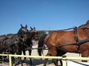 Hengstparade-Marbach-2011-03011-Bodensee-Community-SEECHAT_DE-_31.JPG