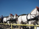 Hengstparade-Marbach-2011-03011-Bodensee-Community-SEECHAT_DE-_33.JPG