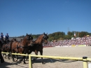 Hengstparade-Marbach-2011-03011-Bodensee-Community-SEECHAT_DE-_34.JPG