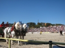 Hengstparade-Marbach-2011-03011-Bodensee-Community-SEECHAT_DE-_44.JPG