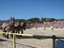 Hengstparade-Marbach-2011-03011-Bodensee-Community-SEECHAT_DE-_50.JPG