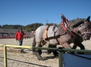 Hengstparade-Marbach-2011-03011-Bodensee-Community-SEECHAT_DE-_51.JPG