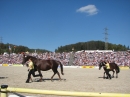 Hengstparade-Marbach-2011-03011-Bodensee-Community-SEECHAT_DE-_98.JPG