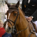 GERMAN-MASTERS-Reitturnier-Stuttgart-19112011-Bodensee-Community-SEECHAT-DE-DSC_0810.JPG