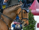 GERMAN-MASTERS-Reitturnier-Stuttgart-19112011-Bodensee-Community-SEECHAT-DE-DSC_0849.JPG