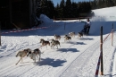 Schlittenhunderennen-Bernau-04022012-Bodensee-Community-Seechat_de_151.jpg