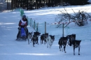 Schlittenhunderennen-Bernau-04022012-Bodensee-Community-Seechat_de_361.jpg