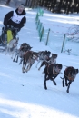 Schlittenhunderennen-Bernau-04022012-Bodensee-Community-Seechat_de_381.jpg