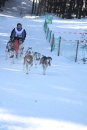 Schlittenhunderennen-Bernau-04022012-Bodensee-Community-Seechat_de_391.jpg