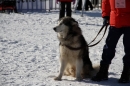 Schlittenhunderennen-Bernau-04022012-Bodensee-Community-Seechat_de_461.jpg