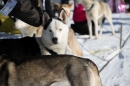 Schlittenhunderennen-Bernau-04022012-Bodensee-Community-Seechat_de_501.jpg