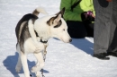 Schlittenhunderennen-Bernau-04022012-Bodensee-Community-Seechat_de_521.jpg