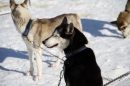 Schlittenhunderennen-Bernau-04022012-Bodensee-Community-Seechat_de_531.jpg