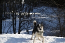 Schlittenhunderennen-Bernau-04022012-Bodensee-Community-Seechat_de_691.jpg