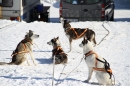 Schlittenhunderennen-Bernau-04022012-Bodensee-Community-Seechat_de_7.jpg