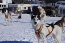 Schlittenhunderennen-Bernau-04022012-Bodensee-Community-seechat_de_109.jpg