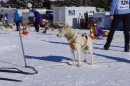 Schlittenhunderennen-Bernau-04022012-Bodensee-Community-seechat_de_111.jpg