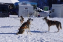 Schlittenhunderennen-Bernau-04022012-Bodensee-Community-seechat_de_113.jpg