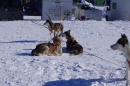 Schlittenhunderennen-Bernau-04022012-Bodensee-Community-seechat_de_115.jpg