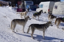 Schlittenhunderennen-Bernau-04022012-Bodensee-Community-seechat_de_139.jpg