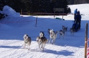 Schlittenhunderennen-Bernau-04022012-Bodensee-Community-seechat_de_14.jpg