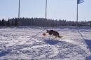 Schlittenhunderennen-Bernau-04022012-Bodensee-Community-seechat_de_140.jpg