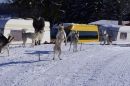 Schlittenhunderennen-Bernau-04022012-Bodensee-Community-seechat_de_143.jpg