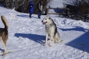 Schlittenhunderennen-Bernau-04022012-Bodensee-Community-seechat_de_17.jpg