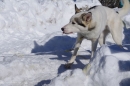 Schlittenhunderennen-Bernau-04022012-Bodensee-Community-seechat_de_23.jpg