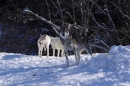 Schlittenhunderennen-Bernau-04022012-Bodensee-Community-seechat_de_43.jpg