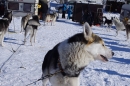 Schlittenhunderennen-Bernau-04022012-Bodensee-Community-seechat_de_57.jpg