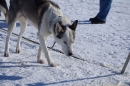 Schlittenhunderennen-Bernau-04022012-Bodensee-Community-seechat_de_66.jpg