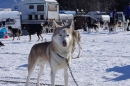 Schlittenhunderennen-Bernau-04022012-Bodensee-Community-seechat_de_74.jpg