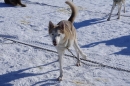 Schlittenhunderennen-Bernau-04022012-Bodensee-Community-seechat_de_77.jpg